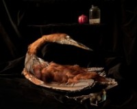"Solomon's House" by Sarah Cusimano Miles